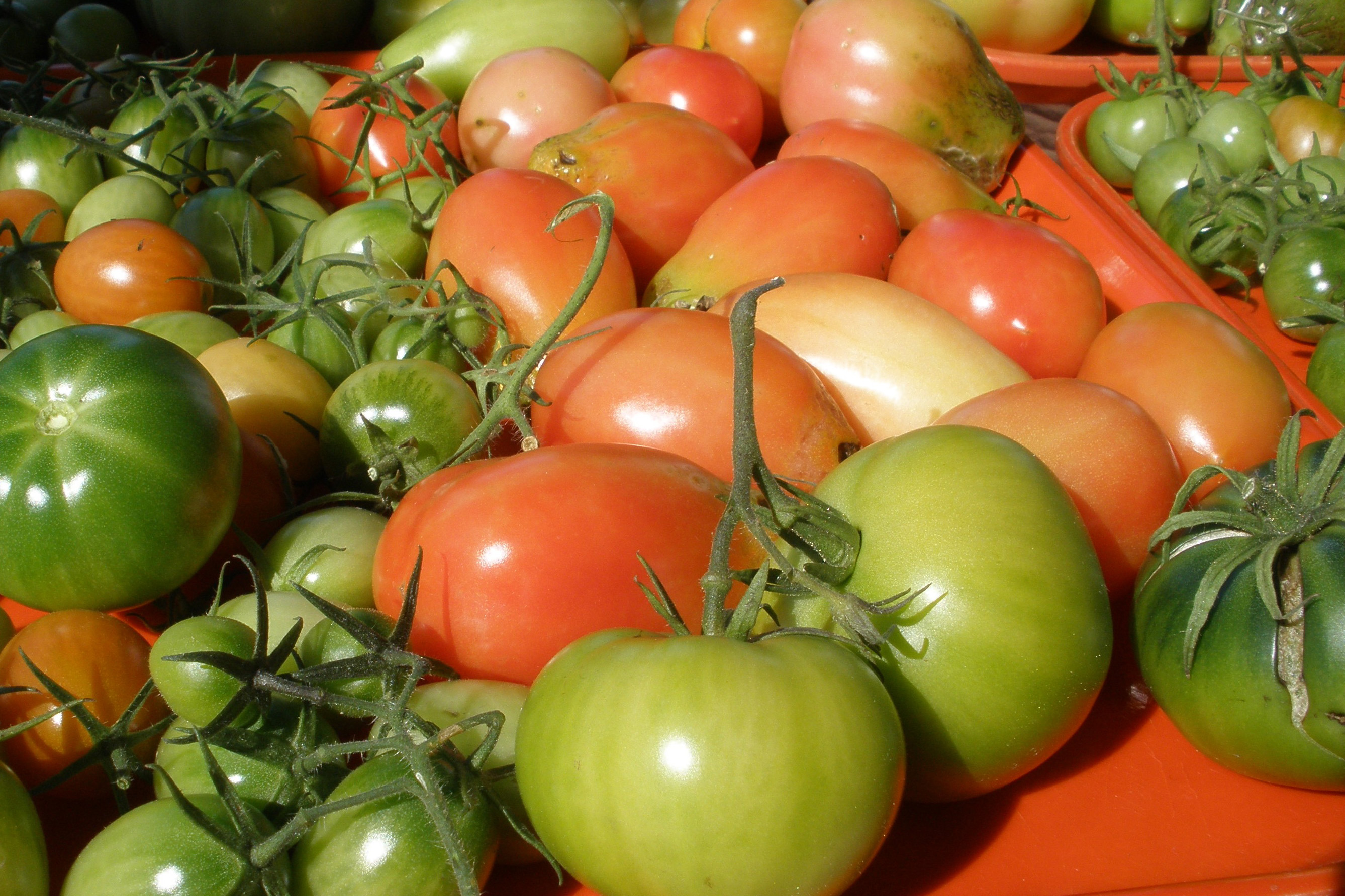 College's Special Sauce has Local Tomatoes