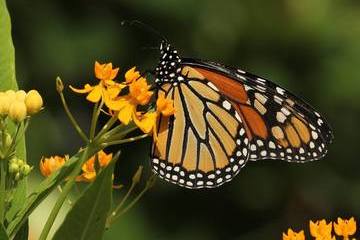 SUNY Cortland Graduate Student Leads Milkweed Planting