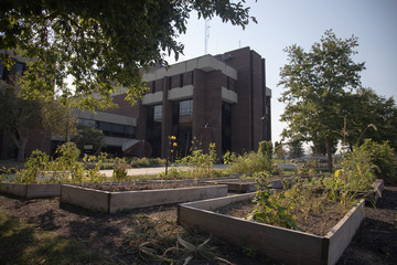 Volunteers maintain SUNY Cortland’s garden