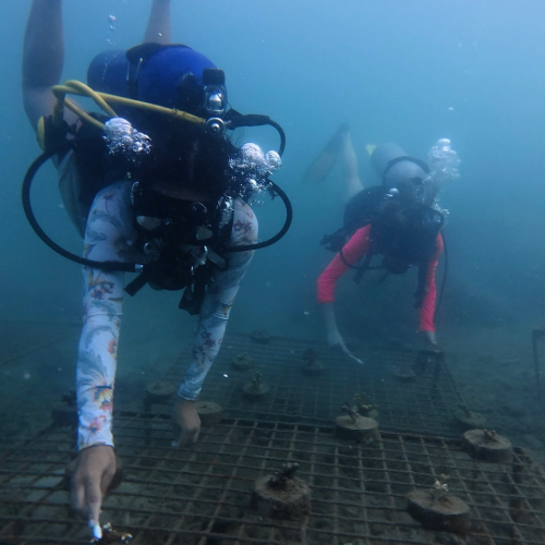 Scuba divers with coral restoration system