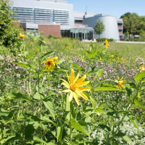 Flower in bioswale at SUNY Cortland